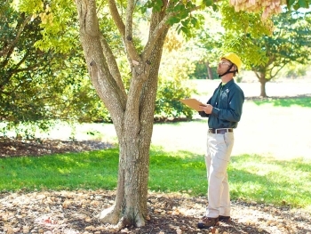 Hazard Tree Assessments: Ensuring Your Property’s Safety Before Storm Season image