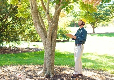 Hazard Tree Assessments: Ensuring Your Property’s Safety Before Storm Season blog image