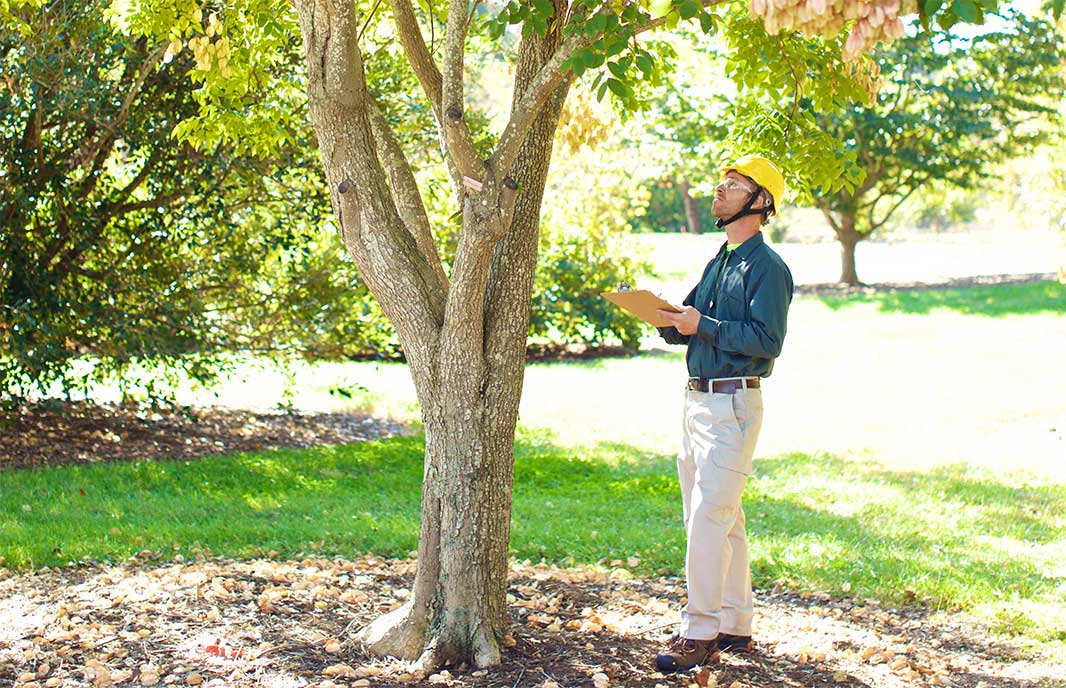 Hazard Tree Assessments: Ensuring Your Property’s Safety Before Storm Season hero image